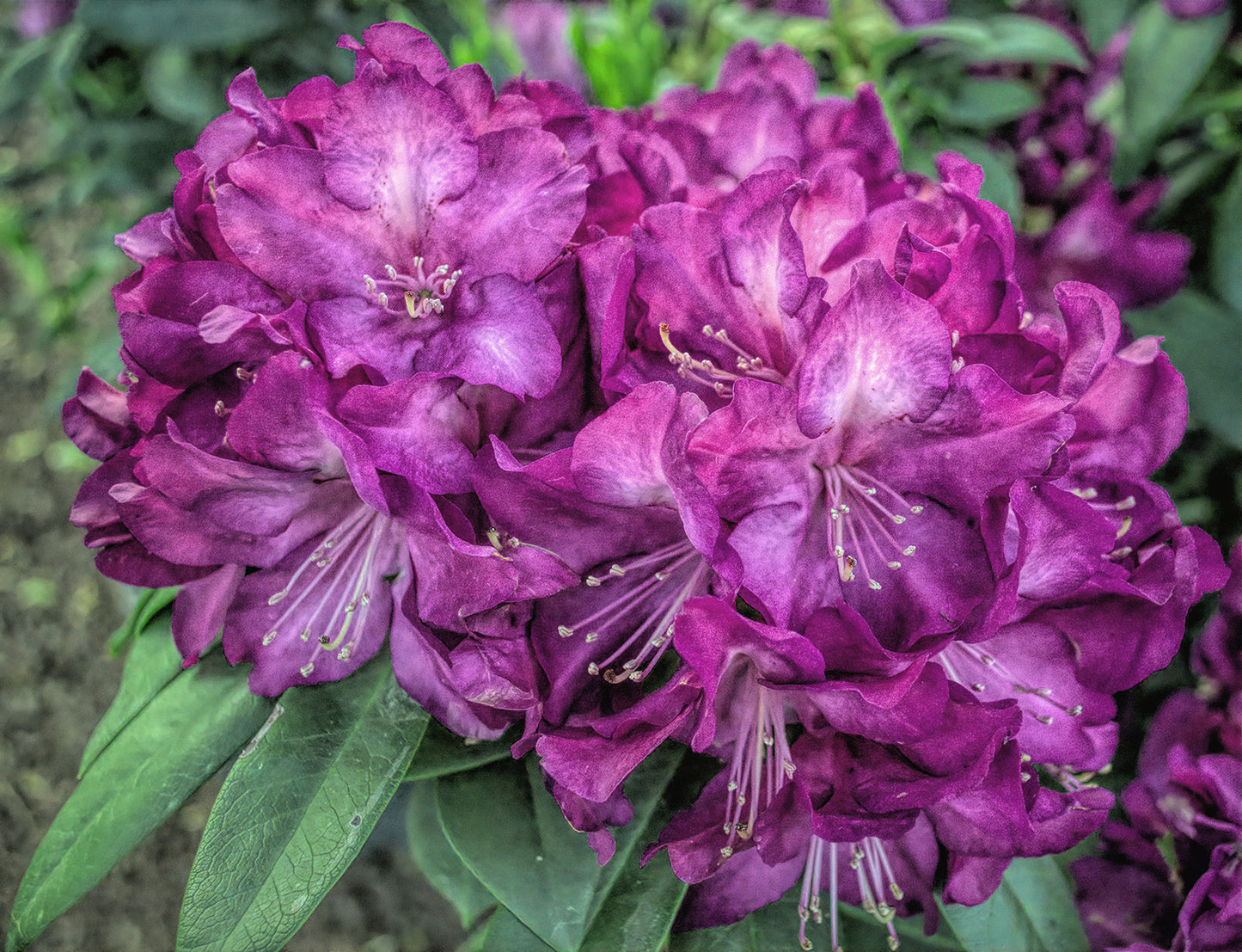 Rhododendron Flower Photography, HDR Effect, Metallic Photo Paper