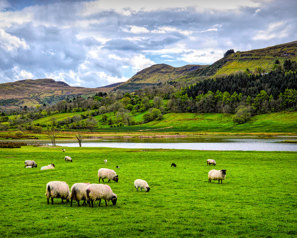 Photograph of a flock of grazing sheep and their precious young, creating a picturesque display of natural beauty at Lough Glencar with the rolling hills of Ireland as a backdrop.