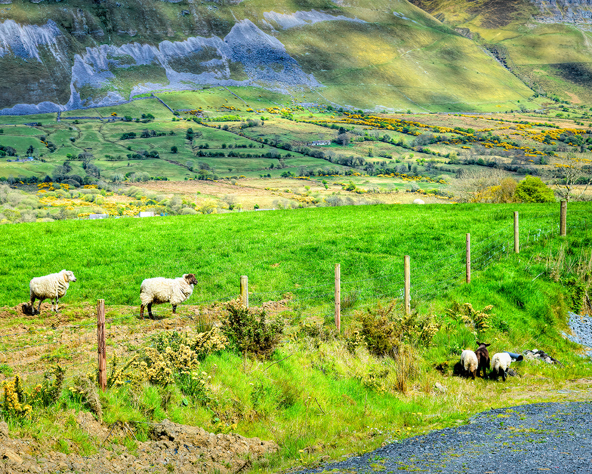 Sheep and Lambs Grazing, Ireland Photography, Concerned Parents, HDR Effect