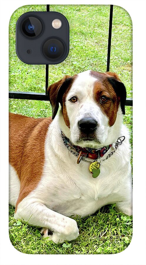 English Foxhound Labrador Retriever Mix Dog - Phone Case