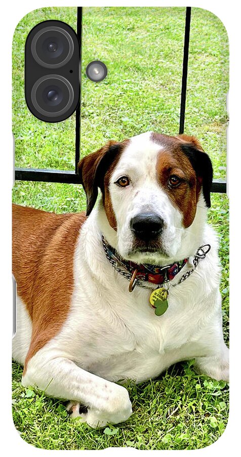 English Foxhound Labrador Retriever Mix Dog - Phone Case