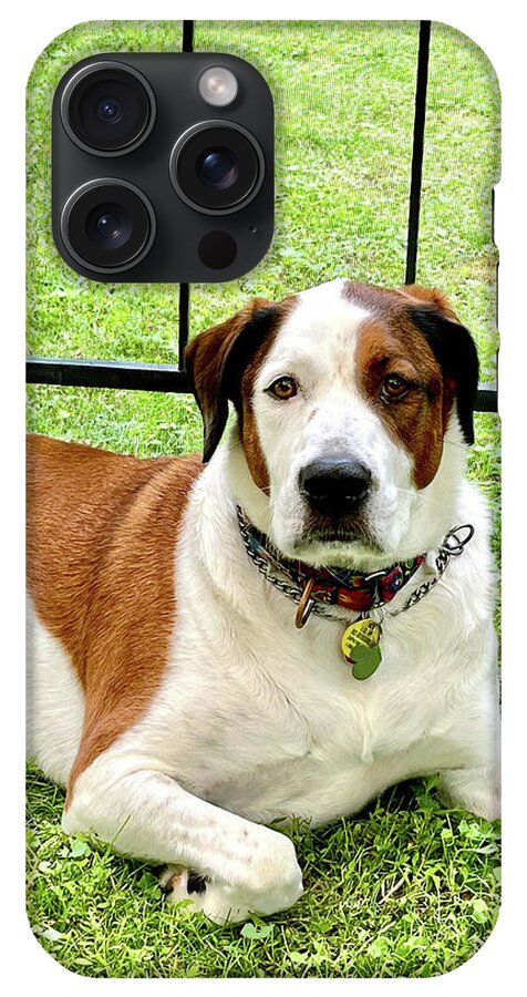 English Foxhound Labrador Retriever Mix Dog - Phone Case