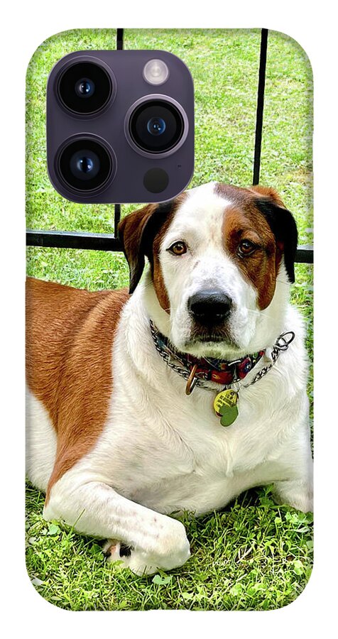 English Foxhound Labrador Retriever Mix Dog - Phone Case