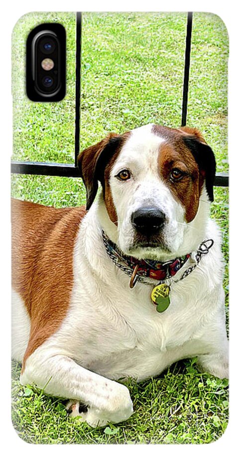 English Foxhound Labrador Retriever Mix Dog - Phone Case