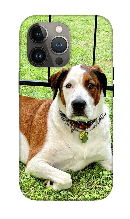 English Foxhound Labrador Retriever Mix Dog - Phone Case