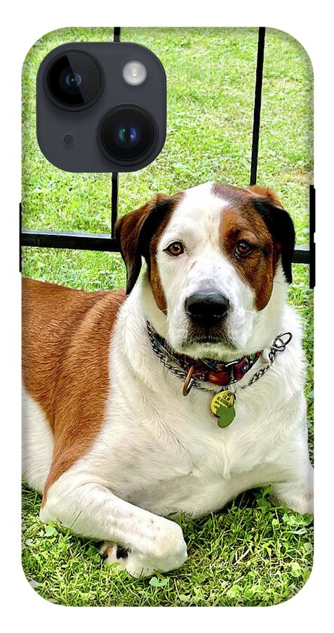 English Foxhound Labrador Retriever Mix Dog - Phone Case