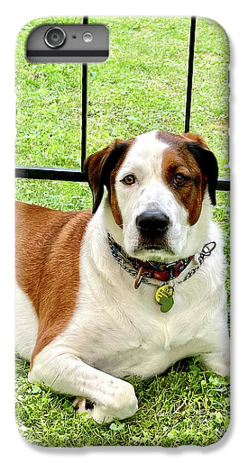 English Foxhound Labrador Retriever Mix Dog - Phone Case