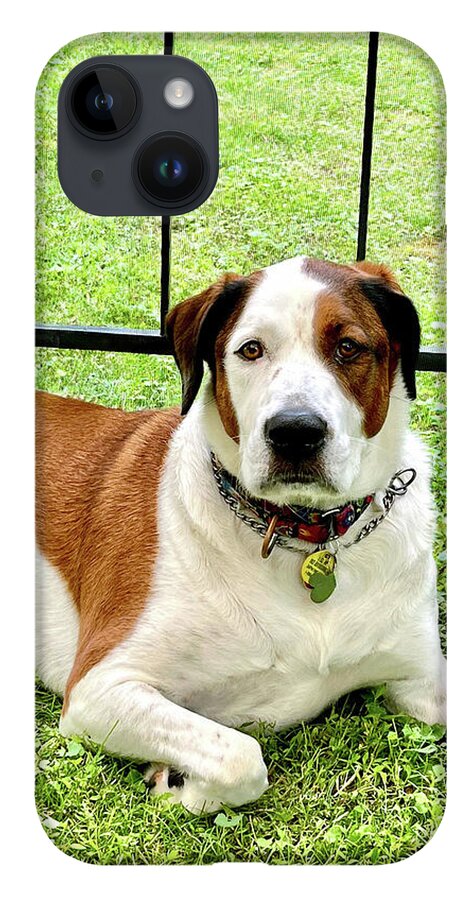 English Foxhound Labrador Retriever Mix Dog - Phone Case