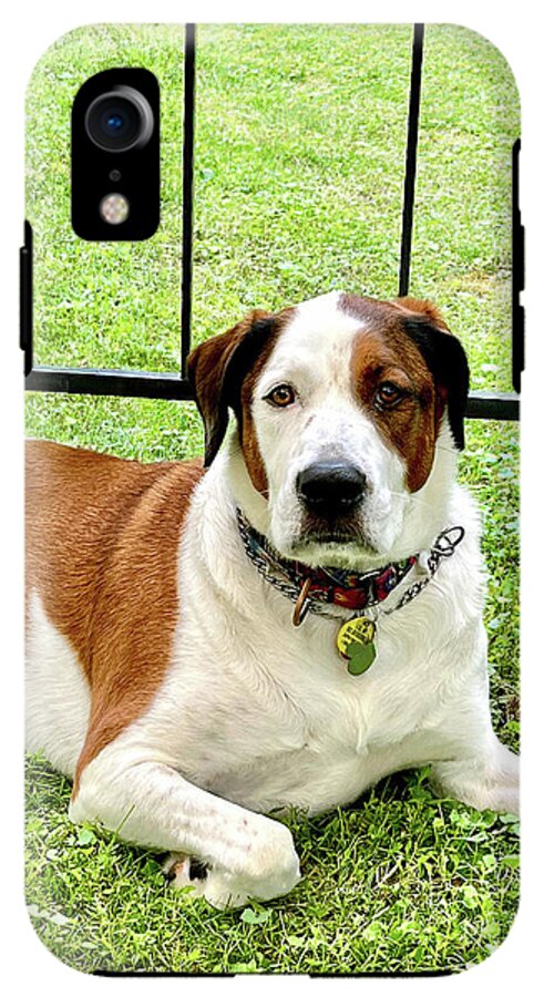 English Foxhound Labrador Retriever Mix Dog - Phone Case