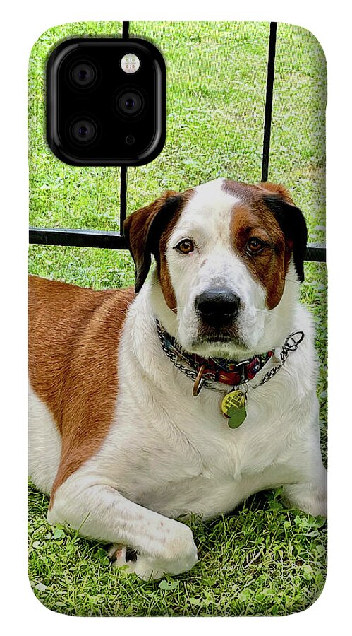 English Foxhound Labrador Retriever Mix Dog - Phone Case