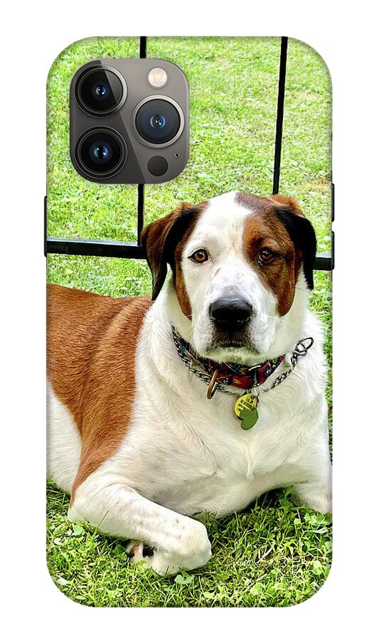 English Foxhound Labrador Retriever Mix Dog - Phone Case