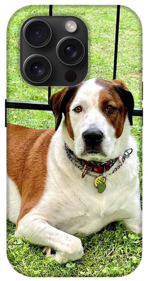 English Foxhound Labrador Retriever Mix Dog - Phone Case