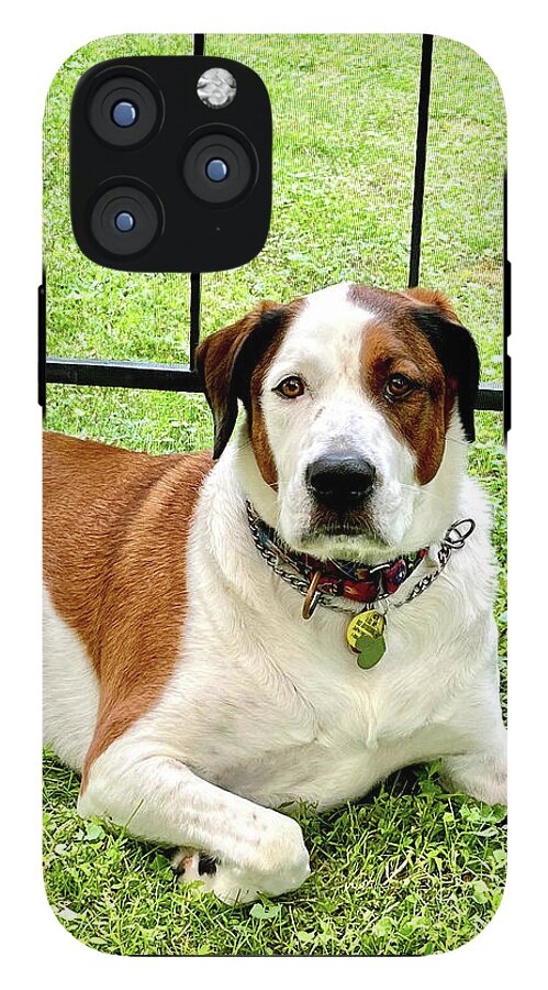 English Foxhound Labrador Retriever Mix Dog - Phone Case