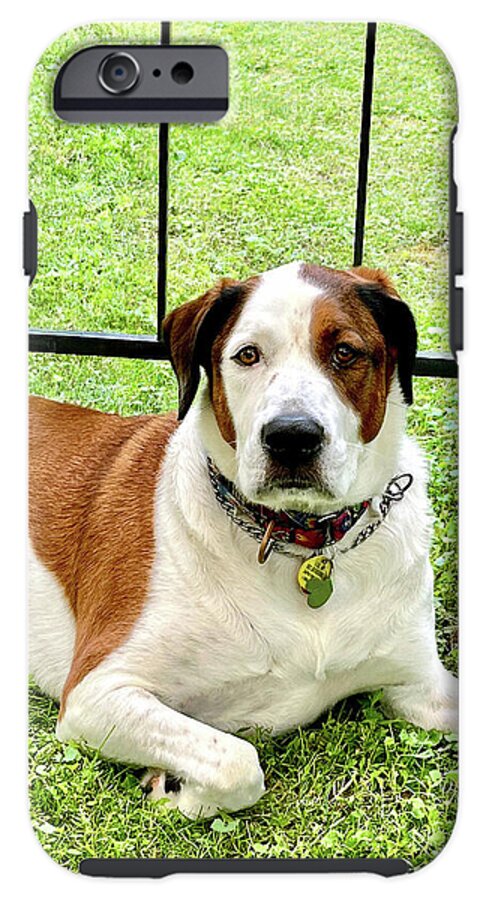 English Foxhound Labrador Retriever Mix Dog - Phone Case