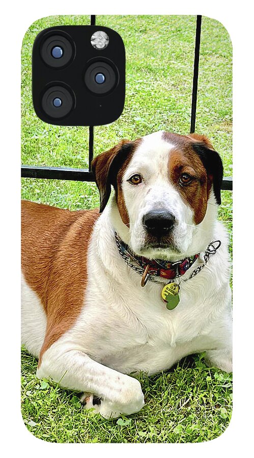 English Foxhound Labrador Retriever Mix Dog - Phone Case