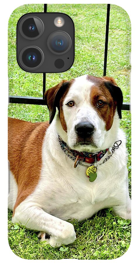 English Foxhound Labrador Retriever Mix Dog - Phone Case