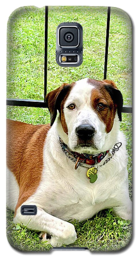 English Foxhound Labrador Retriever Mix Dog - Phone Case