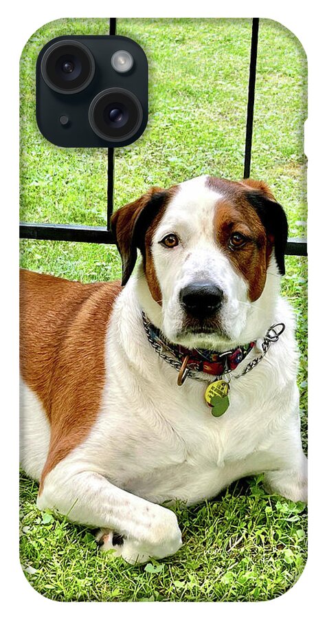 English Foxhound Labrador Retriever Mix Dog - Phone Case