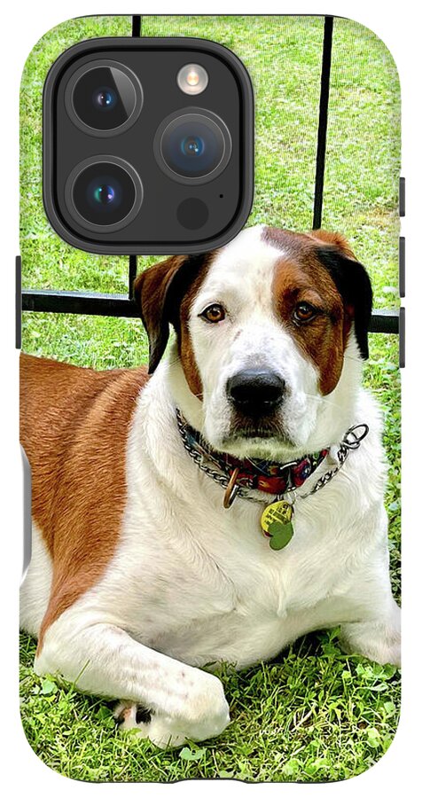 English Foxhound Labrador Retriever Mix Dog - Phone Case