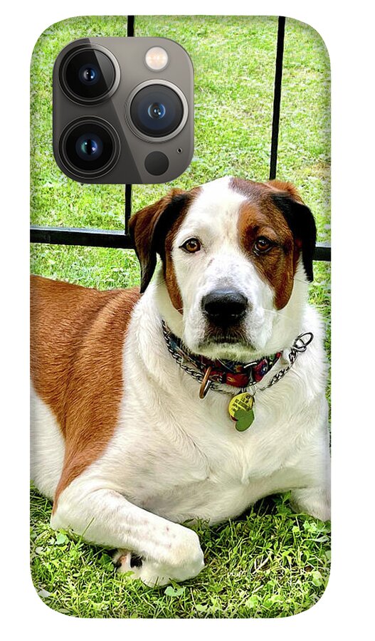 English Foxhound Labrador Retriever Mix Dog - Phone Case
