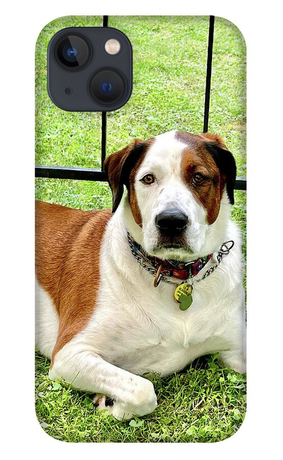 English Foxhound Labrador Retriever Mix Dog - Phone Case