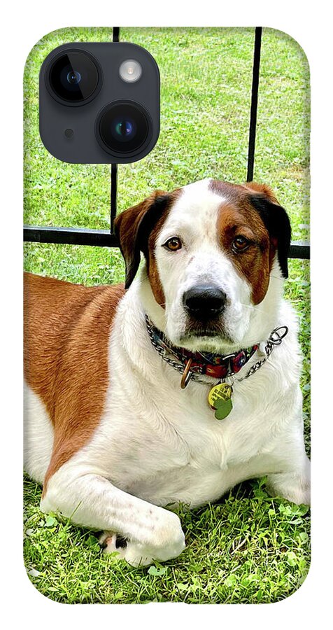 English Foxhound Labrador Retriever Mix Dog - Phone Case
