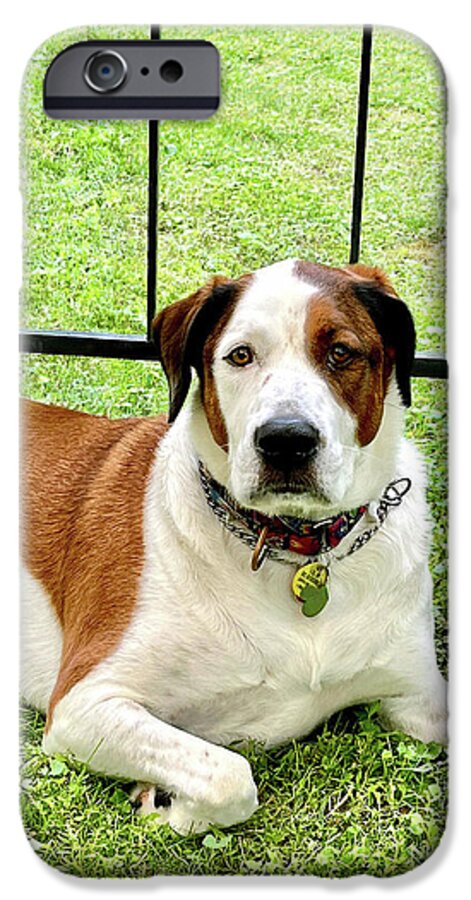 English Foxhound Labrador Retriever Mix Dog - Phone Case