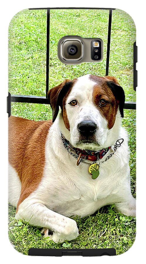 English Foxhound Labrador Retriever Mix Dog - Phone Case