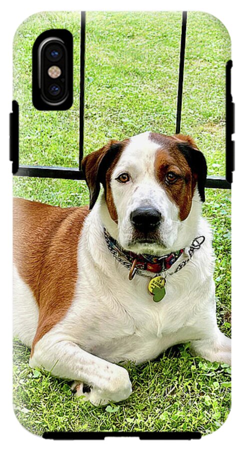 English Foxhound Labrador Retriever Mix Dog - Phone Case