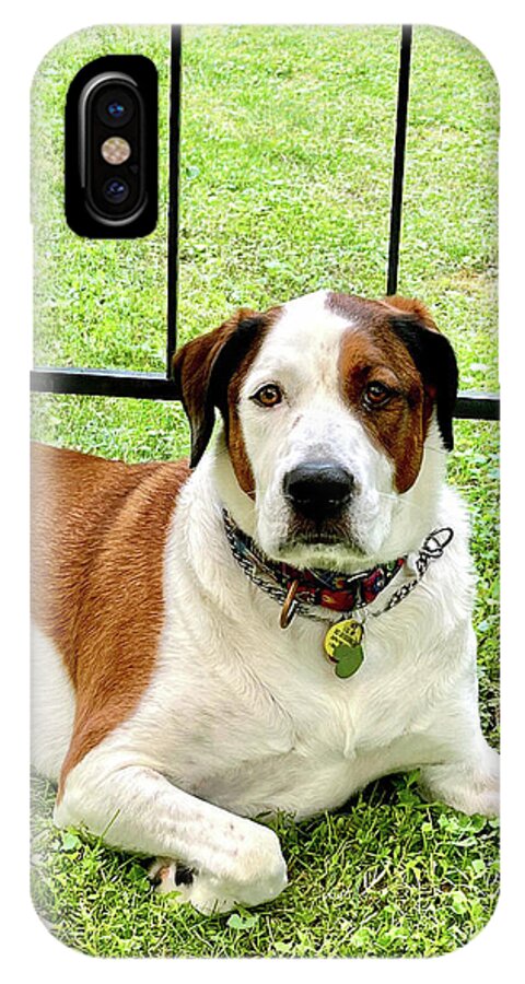 English Foxhound Labrador Retriever Mix Dog - Phone Case