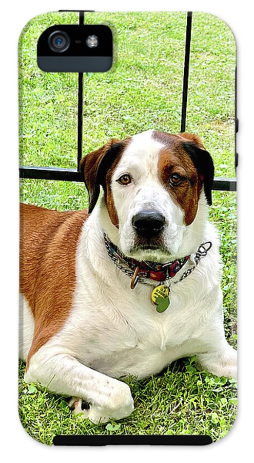 English Foxhound Labrador Retriever Mix Dog - Phone Case