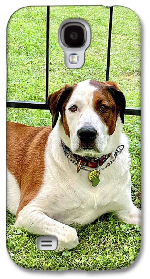 English Foxhound Labrador Retriever Mix Dog - Phone Case