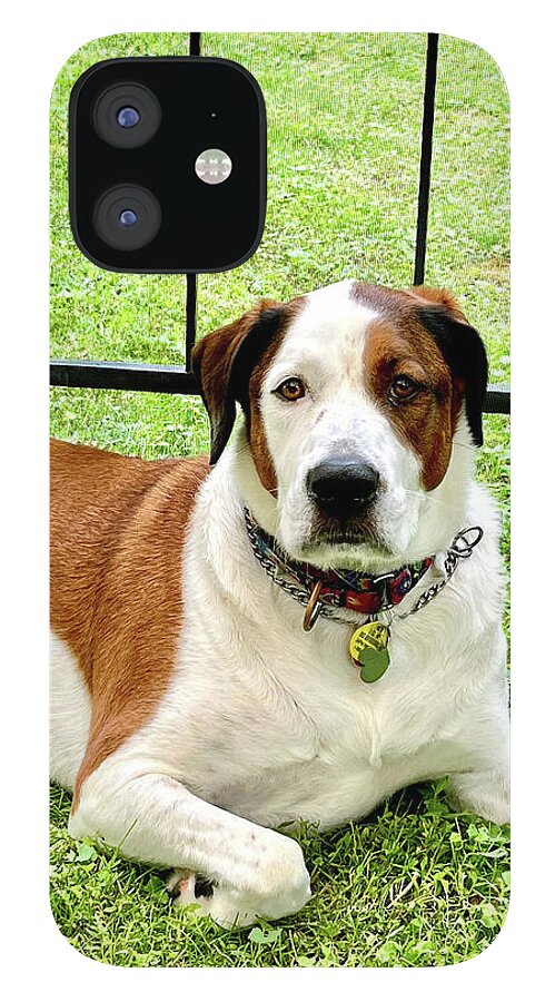 English Foxhound Labrador Retriever Mix Dog - Phone Case