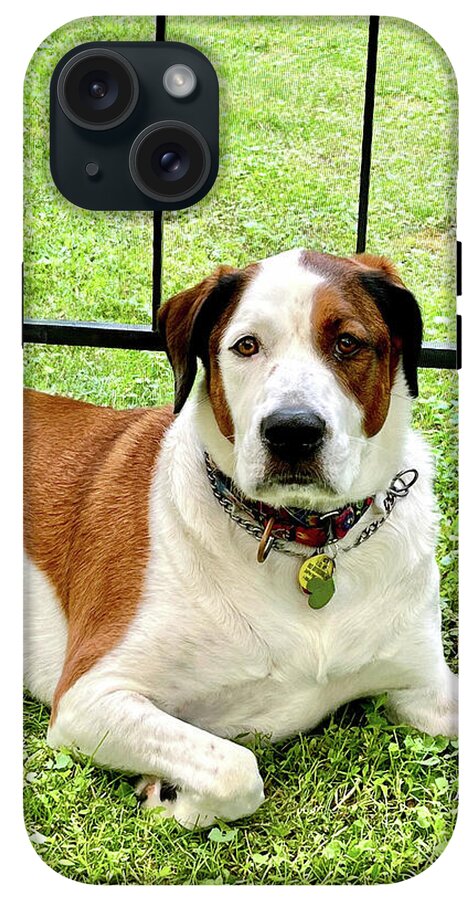 English Foxhound Labrador Retriever Mix Dog - Phone Case