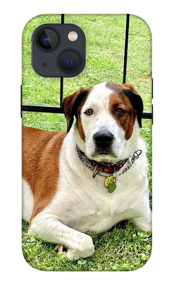 English Foxhound Labrador Retriever Mix Dog - Phone Case