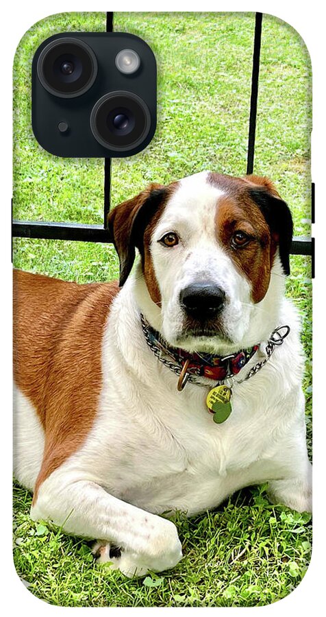 English Foxhound Labrador Retriever Mix Dog - Phone Case