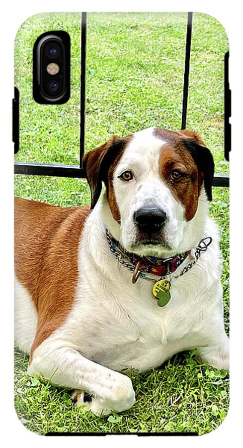 English Foxhound Labrador Retriever Mix Dog - Phone Case