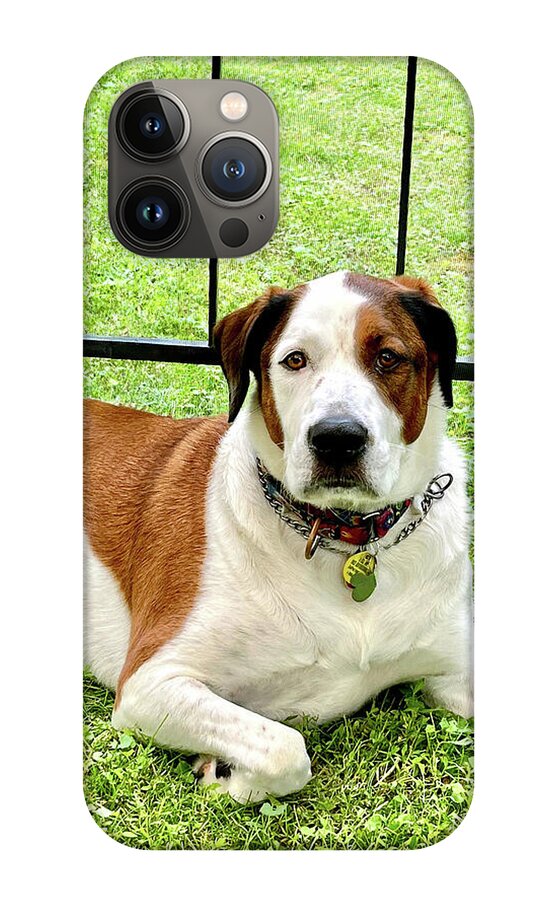 English Foxhound Labrador Retriever Mix Dog - Phone Case