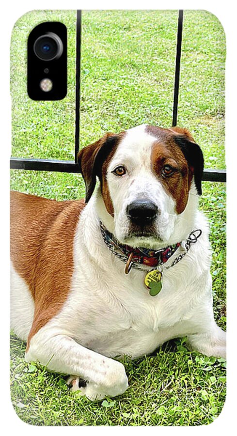 English Foxhound Labrador Retriever Mix Dog - Phone Case