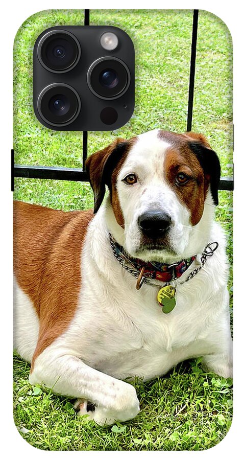 English Foxhound Labrador Retriever Mix Dog - Phone Case
