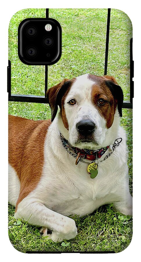 English Foxhound Labrador Retriever Mix Dog - Phone Case