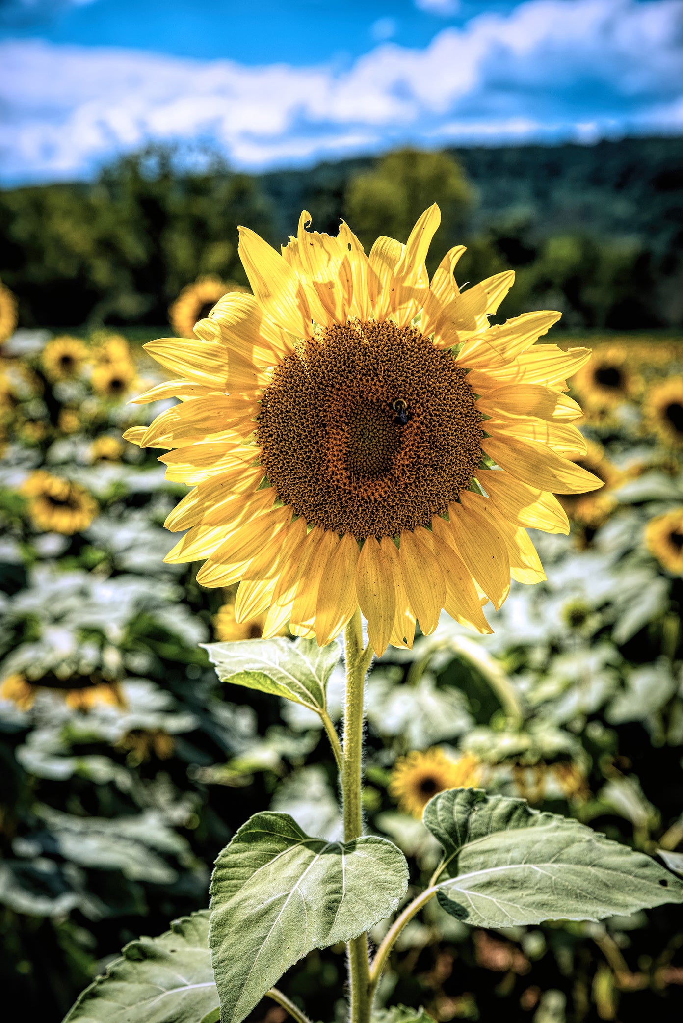 Sunflower and Bee Photography, HDR Effect, Satin Luster Photo Paper