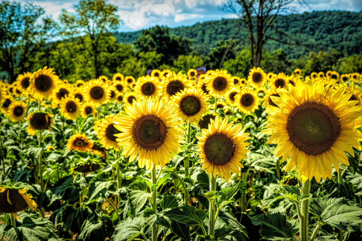 Sunflower Field Photography, HDR Effect, Satin Luster Photo Paper