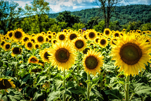 Sunflower Field Photography, HDR Effect, Satin Luster Photo Paper