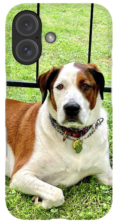 English Foxhound Labrador Retriever Mix Dog - Phone Case
