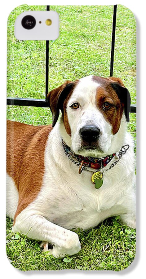 English Foxhound Labrador Retriever Mix Dog - Phone Case