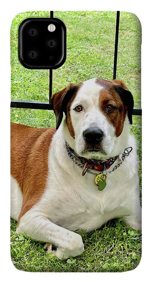 English Foxhound Labrador Retriever Mix Dog - Phone Case