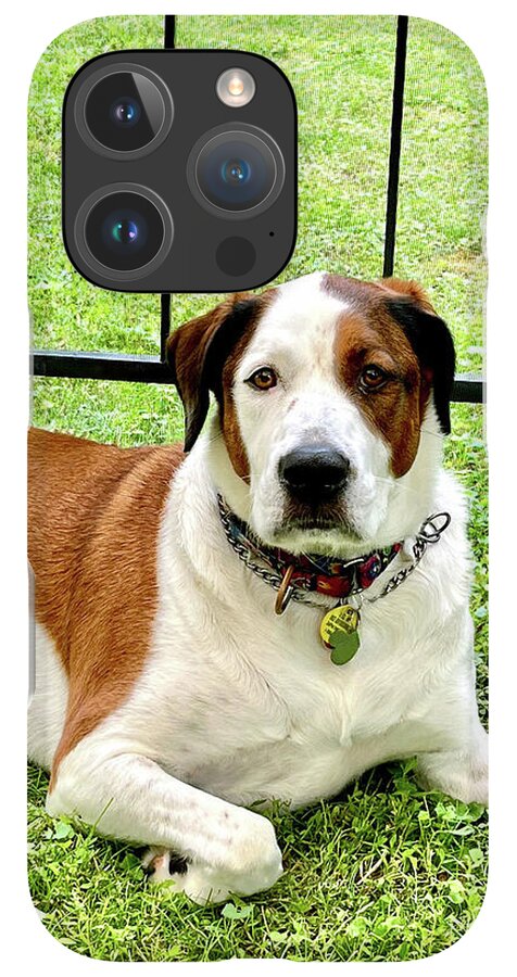 English Foxhound Labrador Retriever Mix Dog - Phone Case