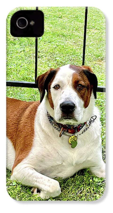 English Foxhound Labrador Retriever Mix Dog - Phone Case