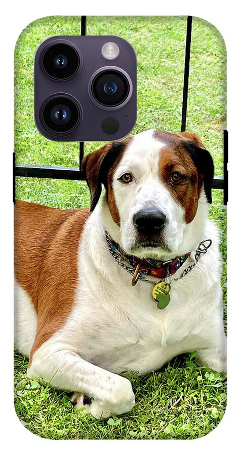 English Foxhound Labrador Retriever Mix Dog - Phone Case